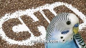 Sehingga, bisa lebih sehat dan manfaat biji sawi selanjutnya adala berguna untuk mempercantik wara bulu lovebird. Kandungan Dan Manfaat Biji Chia Chia Seed Untuk Burung Peliharaan Om Kicau
