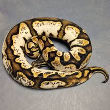 Axanthic Black Pewter Ball Python Pastel Calico Ball Python Ball Python Morphs Cute Snake Dream Snake