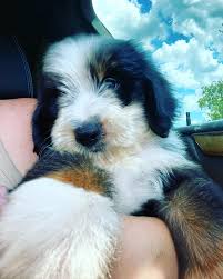 Waiting list closed for 2020 litters. Bernedoodle Puppies For Sale Home Facebook