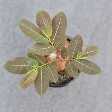 Image result for Phyllanthus mendesii
