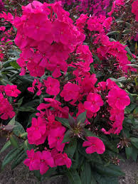 Image result for Phlox paniculata `Sweet Summer`