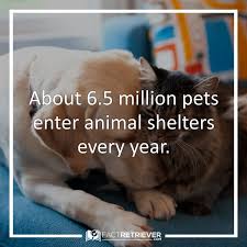45 Fun Facts About Pets Their Owners Factretriever Com Pets Animal Shelter Shirt Animal Shelter