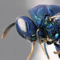 Image result for Hypselodelphys