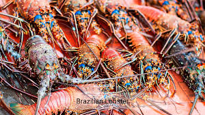 Brazilian Lobster Centro Desarrollo Y Pesca Sustentable