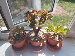 Image result for Crassulaceae