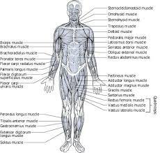 Staggering human musclesing key picture inspirations dtraa7xpc sheet download music azspring muscle coloring. Double Your Results Using Varying Workouts The Upper Legs Muscle Diagram Anatomy Coloring Book Anatomy