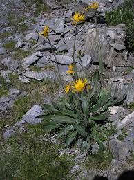 Image result for Senecio speciosus