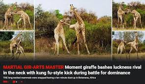 Martial Gir Arts Master Mammals Martial Animals