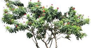 Image result for Jatropha seineri