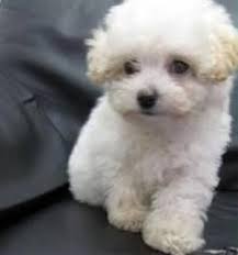 Resultado de imagem para cachorro poodle branco