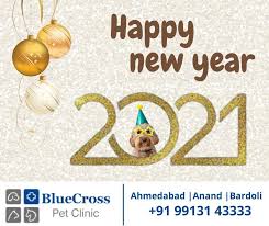 As i was searching for reliable vet on whom i can trust blindly. Bluecross Pet Clinic Posts Facebook