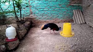 Ayam Hutan Asli Kalimantan Sempidan Biru Youtube