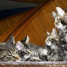 How To Stop Cats From Scratching Furniture With A Home Remedy Spray Cuteness Cat Repellant Cat Care Cat Spray