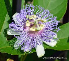 Butterfly Plants List Butterfly Flowers And Host Plant Ideas Butterfly Plants Butterfly Flowers Annual Plants