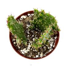 Image result for Opuntia monacantha