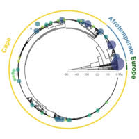 Image result for Erica kingaensis