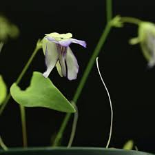 Image result for Utricularia appendiculata