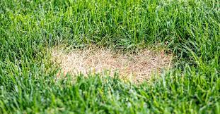 Sep 10, 2019 · getting rid of the grubs is best done using beneficial nematodes or milky spore, as these treatments are completely safe for vegetable gardens and the environment as a whole. How To Get Rid Of Lawn Grubs This Old House