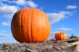 How to use big in a sentence. File Big Small Pumkins Jpg Wikimedia Commons