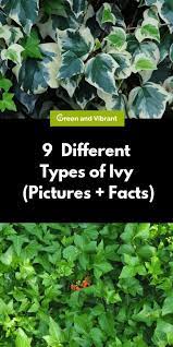 Is there a way to kill the unwanted plants without harming my ivy? 9 Different Types Of Ivy Pictures Facts Trees Com Types Of Ivy Ivy Plants Evergreen Vines