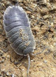 Rollassel Portugal Crustacea Asseln Und Andere Krebstiere Insektenfotos De Forum Krebstiere Tiere Wassertiere
