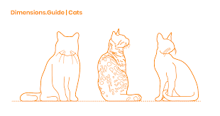 Cat breed profiles of more than 200 breeds. Domestic Cats Dimensions Drawings Dimensions Com