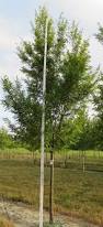 Image result for Ulmus parvifolia