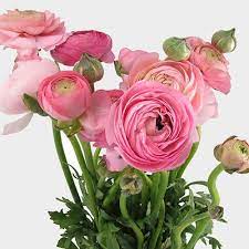 Check out our peach colored flowers selection for the very best in unique or custom, handmade pieces from our shops. Pink Ranunculus Flower Wholesale Blooms By The Box