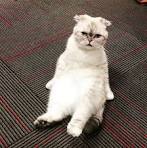 Taylor Swift shares funny photo of her cat Olivia Benson ...