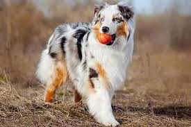 Gentle pets and strong watch dogs, gsds are noble, large, muscular dogs bred for their intelligence and working ability. Australian Shepherd German Shepherd Mix The Supreme Guide