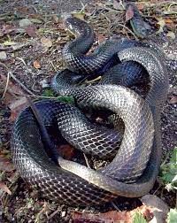 Pin On Snakes