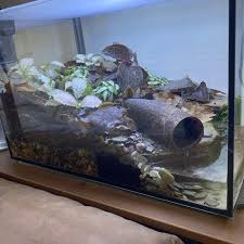 My Boyfriend Made A Terrarium Well It S Actually A Paludarium Because It Has Water There S Even A Little How To Make Terrariums Jewel Orchid Aquarium Design