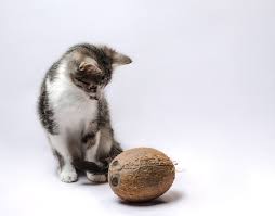 For an average size cat, give to teaspoon once or twice a day, gardner recommends. Is Coconut Oil Safe For Cats