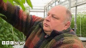 Midlands growers warn salad shortage could last weeks