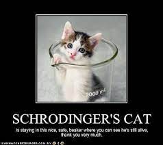 Updated daily, for more funny memes check our homepage. Image 344690 Schrodinger S Cat Schrodingers Cat Cats Funny Cat Memes