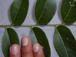 Image result for Ateleia herbert-smithii