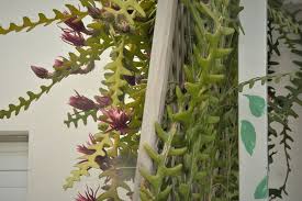 They open in the evening, bloom at night and die the next. Sunlight Stimulates Fishbone Cactus Bloom Epod A Service Of Usra