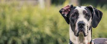 However, some dogs have been known to live up to five or six years after treatment. Canine Osteosarcoma A Deadly Bone Tumor Of Dogs