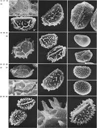 Image result for Cyclosorus striatus