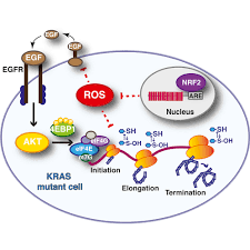 Georgian transliteration and virtual keyboard. Nrf2 Promotes Tumor Maintenance By Modulating Mrna Translation In Pancreatic Cancer Cell