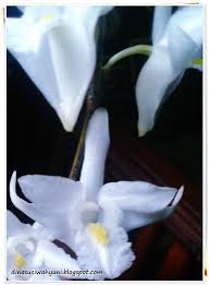 Check spelling or type a new query. Jenis Dan Nama Nama Bunga Tanaman Hias Bunga Cantik Jdsk