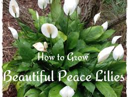 It has plenty of new growth to make up for. How To Take Care Of A Peace Lily Dengarden
