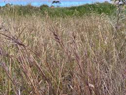 Image result for Urelytrum agropyroides