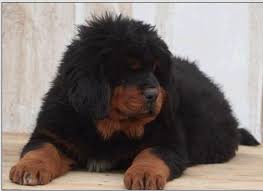 Tibetin Mastif Puppy My Other Future Dog Tibetan Mastiff Puppy Cute Animals Pretty Animals