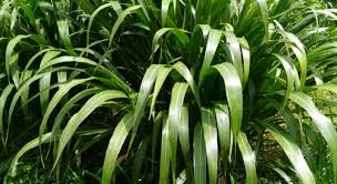 Di kelurahan syamsudin noor, peluang usaha dalam membudidayakan rumput gajah mini ini sangat menjanjikan. Cara Budidaya Rumput Guatemala Untuk Pakan Ternak Star Farm International