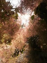 Image result for Anacardiaceae