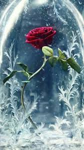 200 flowers ideas flowers beautiful roses beautiful flowers beautiful roses