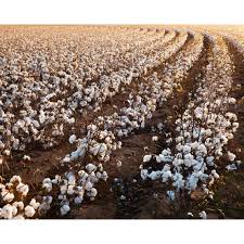 Cotton Field Photo, Cotton Field Rows, West Texas Photography, Cotton Field  Print, Farm Field Rows, West Texas Farmhouse Art - Etsy