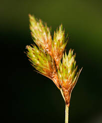 Image result for Carex leptosaccus