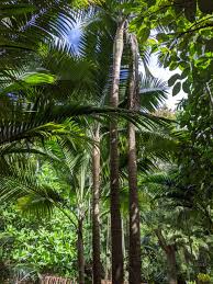 Image result for Dictyosperma